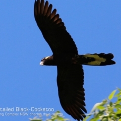 Zanda funerea (Yellow-tailed Black-Cockatoo) at Ulladulla, NSW - 13 Feb 2019 by CharlesDove