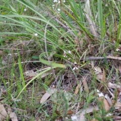 Eriochilus cucullatus at Sanctuary Point, NSW - 19 Apr 2017