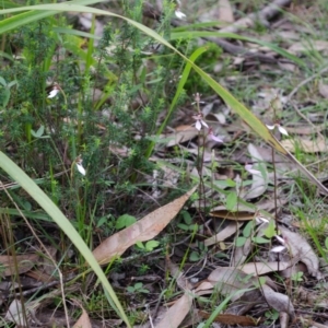 Eriochilus cucullatus at Sanctuary Point, NSW - suppressed