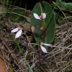 Eriochilus cucullatus (Parson's Bands) at Falls Creek, NSW - 9 Apr 2014 by AlanS