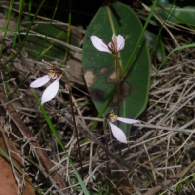 Eriochilus cucullatus (Parson's Bands) at Falls Creek, NSW - 9 Apr 2014 by AlanS