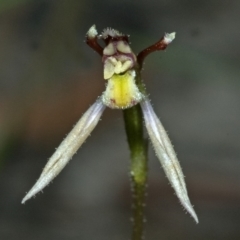 Eriochilus cucullatus (Parson's Bands) at Yerriyong State Forest - 19 Mar 2010 by AlanS