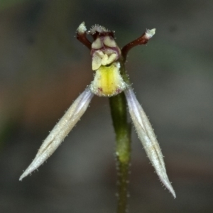 Eriochilus cucullatus at Tomerong, NSW - suppressed