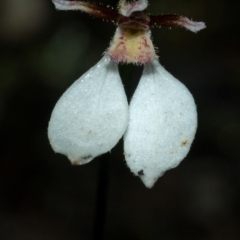 Eriochilus cucullatus (Parson's Bands) at North Nowra, NSW - 2 May 2009 by AlanS
