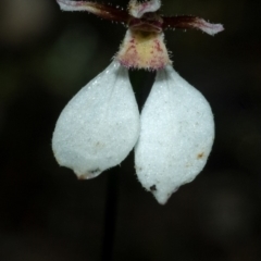 Eriochilus cucullatus (Parson's Bands) at Bomaderry Creek Regional Park - 1 May 2009 by AlanS