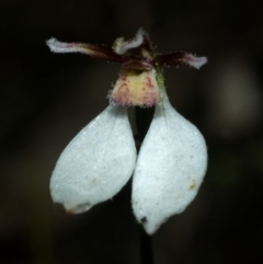 Eriochilus cucullatus at Bomaderry Creek Regional Park - suppressed