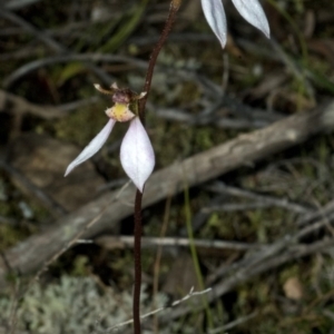 Eriochilus cucullatus at Vincentia, NSW - suppressed