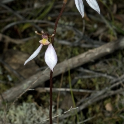 Eriochilus cucullatus (Parson's Bands) at Vincentia, NSW - 10 May 2011 by AlanS