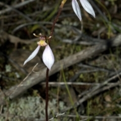 Eriochilus cucullatus at Vincentia, NSW - 10 May 2011