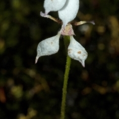 Eriochilus cucullatus at Vincentia, NSW - suppressed