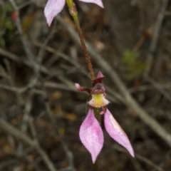 Eriochilus cucullatus (Parson's Bands) at Sassafras, NSW - 15 Apr 2011 by AlanS