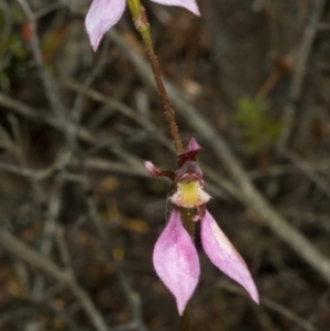 Eriochilus cucullatus at Sassafras, NSW - 15 Apr 2011