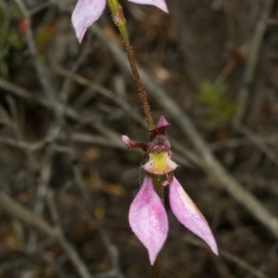 Eriochilus cucullatus (Parson's Bands) at Morton National Park - 14 Apr 2011 by AlanS