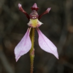 Eriochilus cucullatus at Sassafras, NSW - 15 Apr 2011