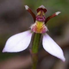 Eriochilus cucullatus (Parson's Bands) at Yerriyong, NSW - 12 Apr 2009 by AlanS