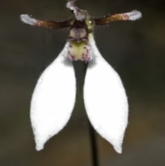Eriochilus autumnalis at Browns Mountain, NSW - 13 Mar 2006 by AlanS