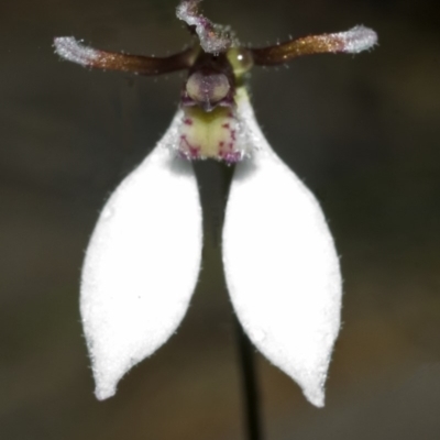 Eriochilus autumnalis at Browns Mountain, NSW - 14 Mar 2006 by AlanS