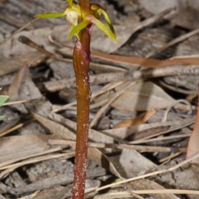 Genoplesium baueri (Bauer's Midge Orchid) by AlanS