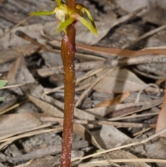 Genoplesium baueri (Bauer's Midge Orchid) at Vincentia, NSW - 18 Feb 2016 by AlanS