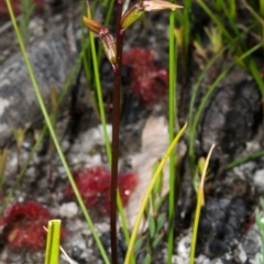 Genoplesium baueri (Bauer's Midge Orchid) at Yerriyong State Forest - 21 Sep 2013 by AlanS