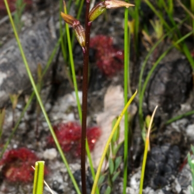 Genoplesium baueri (Bauer's Midge Orchid) at Jerrawangala, NSW - 21 Sep 2013 by AlanS