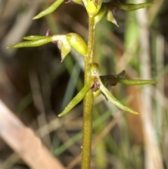 Genoplesium baueri (Bauer's Midge Orchid) at Callala Beach, NSW - 24 Feb 2006 by AlanS