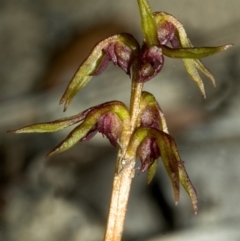 Genoplesium baueri (Bauer's Midge Orchid) at Worrowing Heights, NSW - 18 Feb 2008 by AlanS