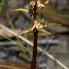 Genoplesium baueri (Bauer's Midge Orchid) at Worrowing Heights, NSW - 28 Feb 2011 by AlanS