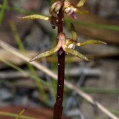 Genoplesium baueri (Bauer's Midge Orchid) at Worrowing Heights, NSW by AlanS