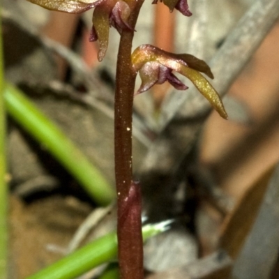 Genoplesium baueri (Bauer's Midge Orchid) at Yerriyong, NSW by AlanS