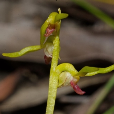 Genoplesium baueri (Bauer's Midge Orchid) at Jervis Bay National Park - 27 Jan 2016 by AlanS