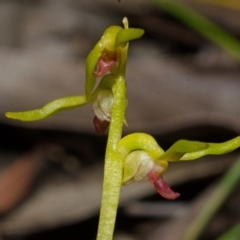 Genoplesium baueri (Bauer's Midge Orchid) at Vincentia, NSW - 27 Jan 2016 by AlanS