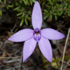 Glossodia major (Wax Lip Orchid) at West Nowra, NSW - 29 Aug 2012 by AlanS