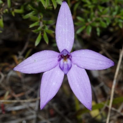 Glossodia major (Wax Lip Orchid) at West Nowra, NSW - 28 Aug 2012 by AlanS