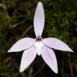 Glossodia major at West Nowra, NSW - suppressed