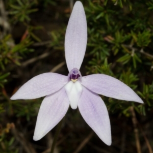 Glossodia major at West Nowra, NSW - 29 Aug 2012