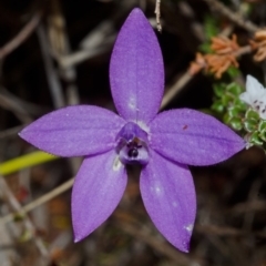 Glossodia major at West Nowra, NSW - suppressed