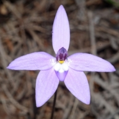 Glossodia major (Wax Lip Orchid) at Callala Creek Bushcare - 23 Aug 2013 by AlanS