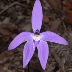 Glossodia major at Myola, NSW - suppressed