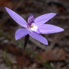 Glossodia major at Myola, NSW - 24 Aug 2013