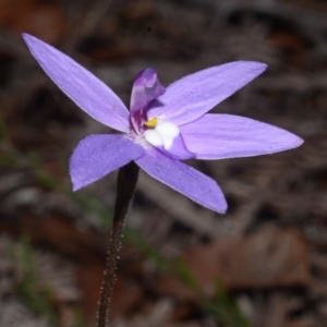 Glossodia major at Myola, NSW - suppressed