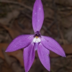 Glossodia major (Wax Lip Orchid) at West Nowra, NSW - 1 Sep 2011 by AlanS