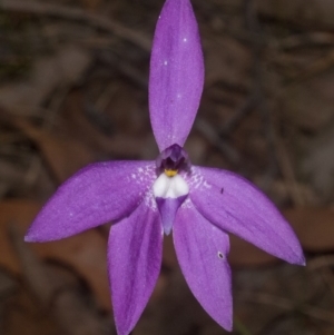 Glossodia major at West Nowra, NSW - 1 Sep 2011