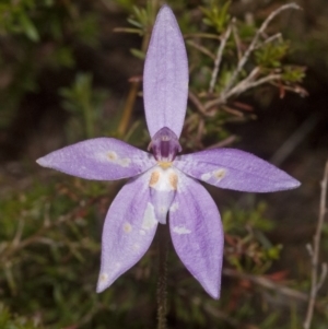 Glossodia major at West Nowra, NSW - 1 Sep 2011