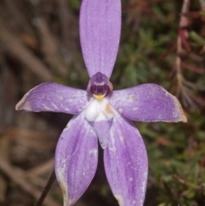 Glossodia major at West Nowra, NSW - 1 Sep 2011