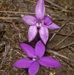 Glossodia major at West Nowra, NSW - 1 Sep 2011