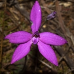 Glossodia major at West Nowra, NSW - 1 Sep 2011