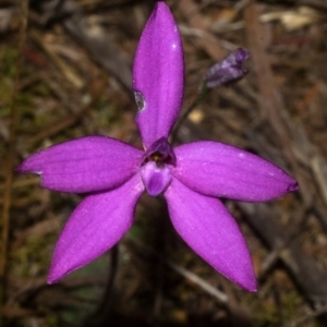 Glossodia major at West Nowra, NSW - 1 Sep 2011