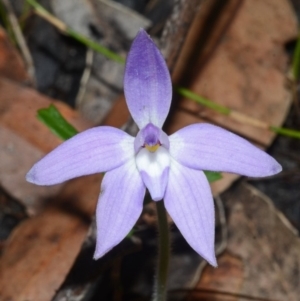 Glossodia major at Sanctuary Point, NSW - suppressed