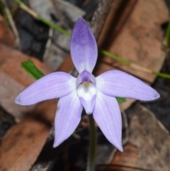 Glossodia major (Wax Lip Orchid) at Sanctuary Point, NSW - 23 Aug 2013 by AlanS